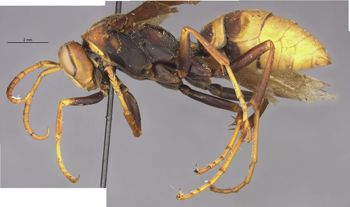 Media type: image;   Entomology 33137 Aspect: habitus lateral view